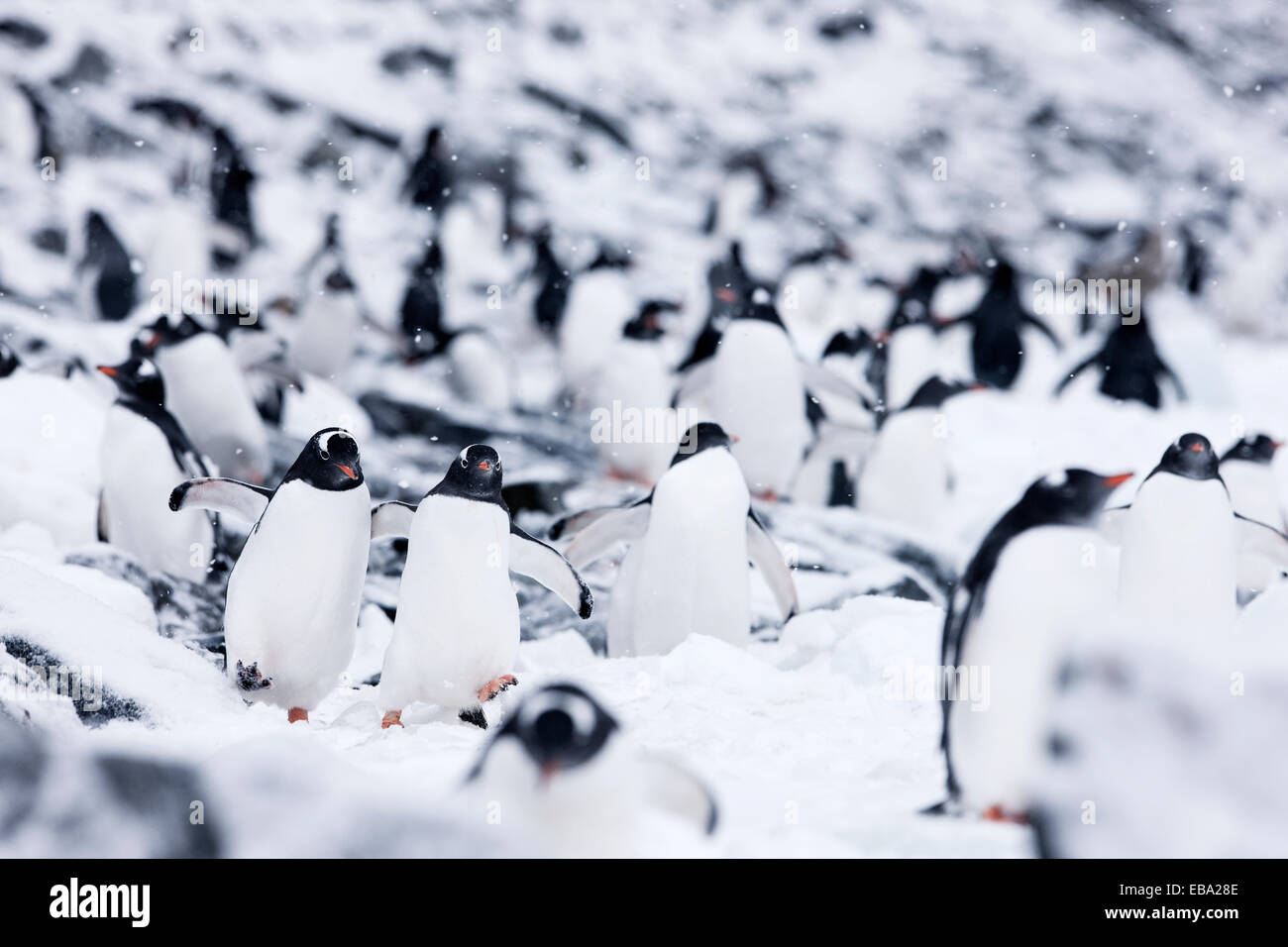 I pinguini di Gentoo (Pygoscelis papua), penisola antartica, Antartide Foto Stock