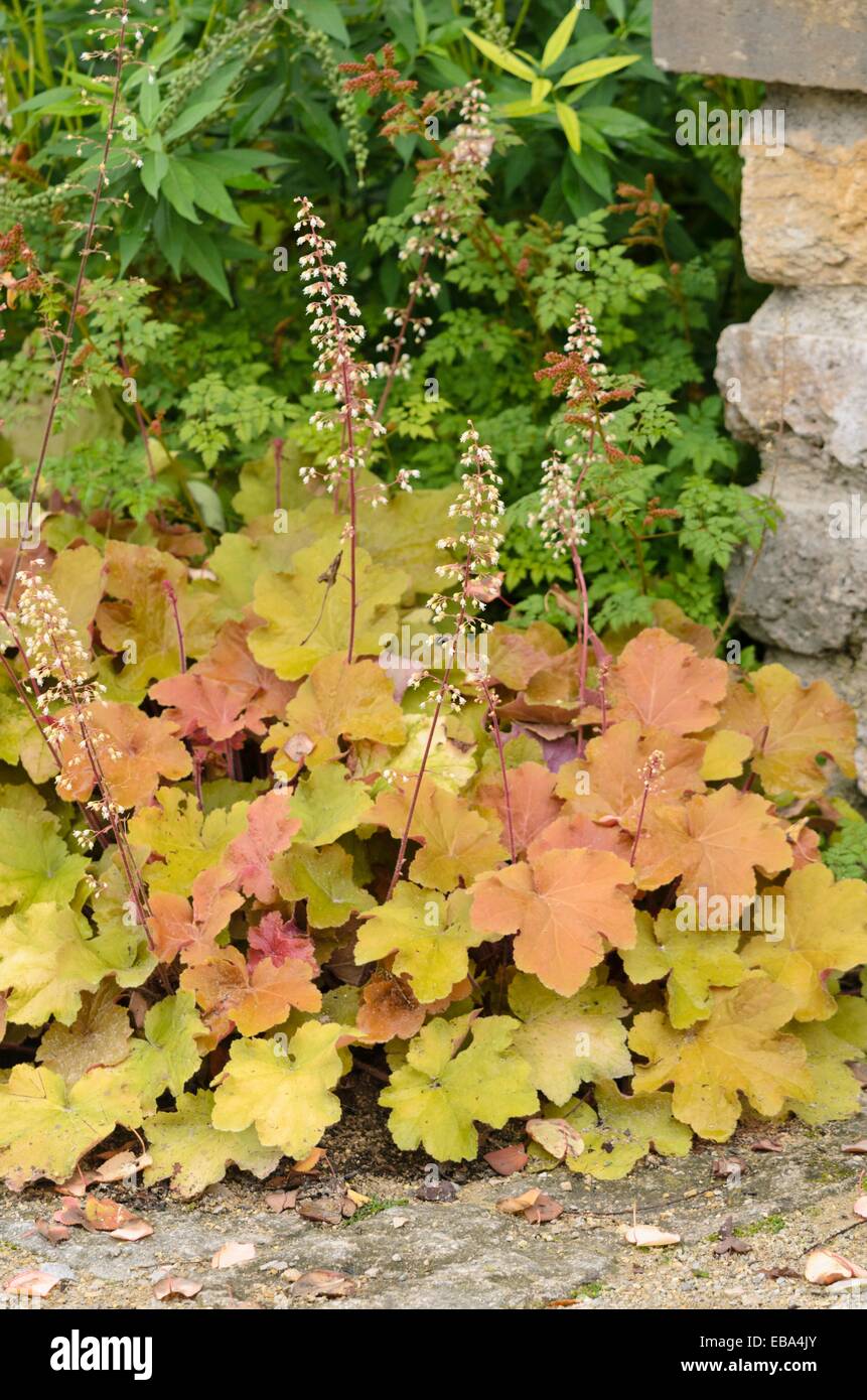 Hairy alumroot (heuchera villosa 'caramel') Foto Stock