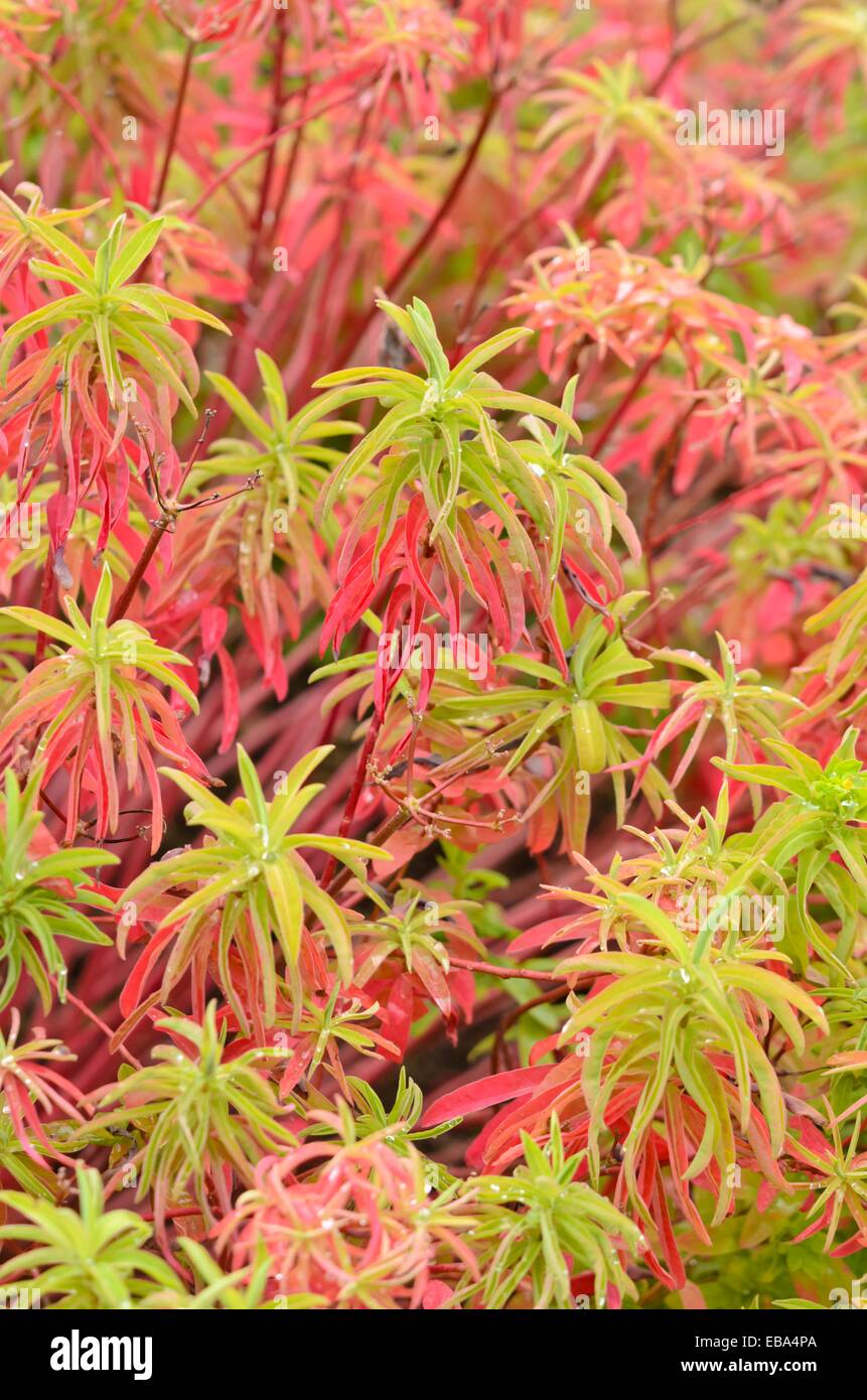 Cuscino (Euforbia euphorbia polychroma 'primari' syn. euphorbia epithymoides 'primari') Foto Stock