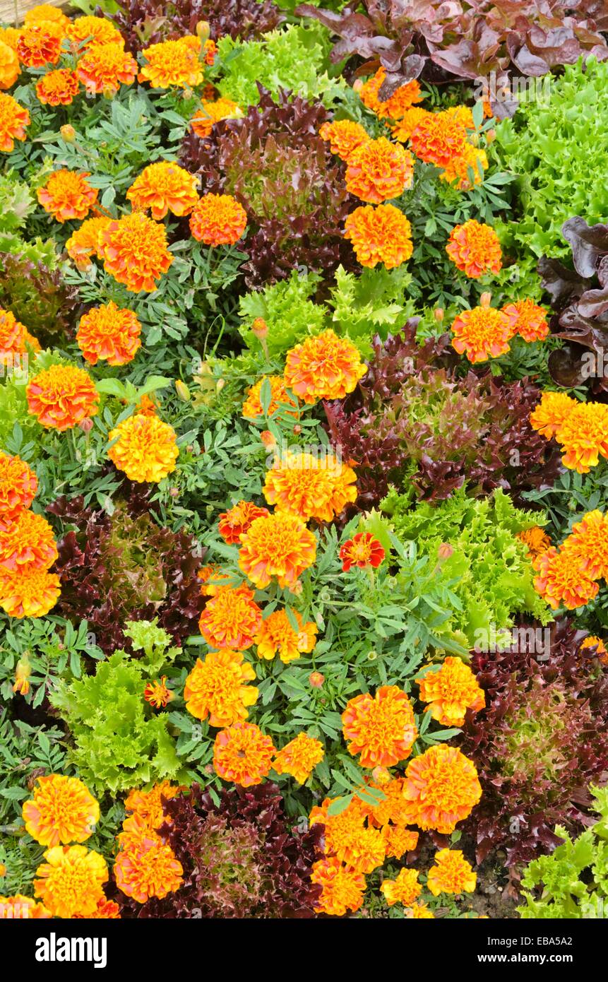 Le calendule (tagetes) e lattughe (Lactuca) Foto Stock