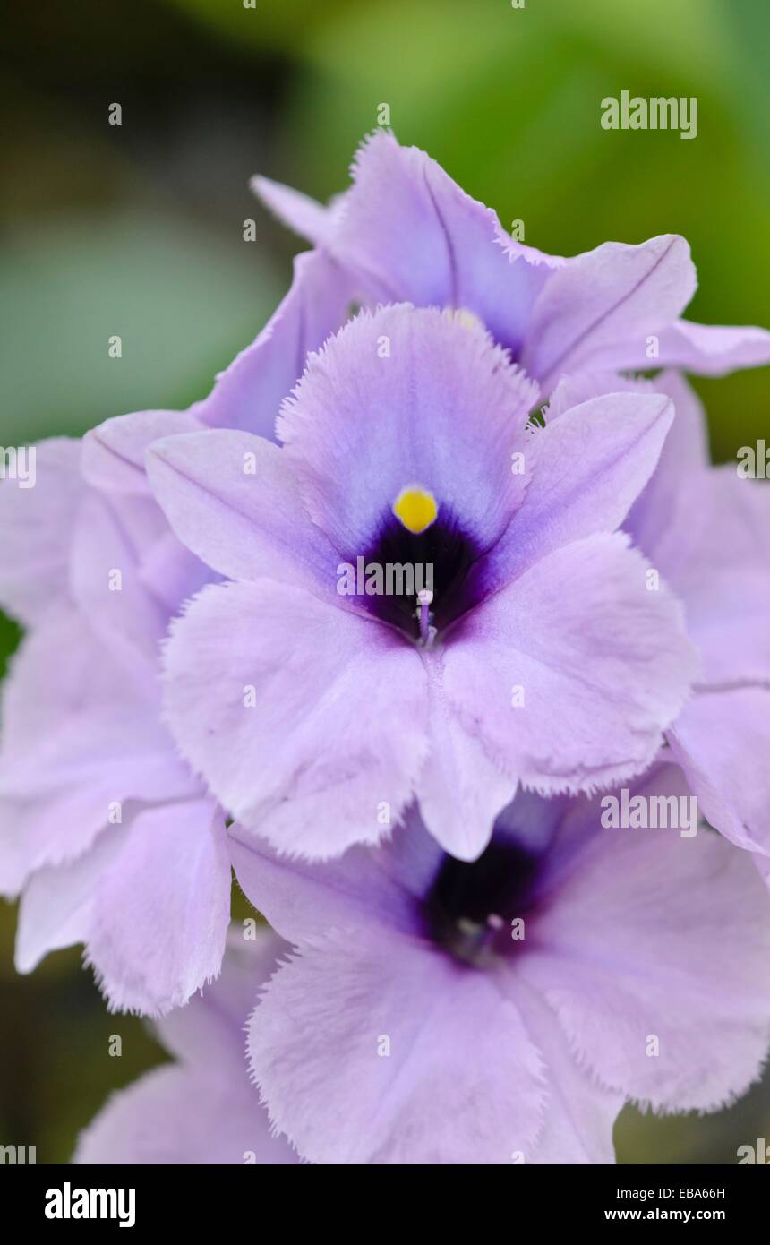 Giacinto di acqua (eichhornia azurea) Foto Stock