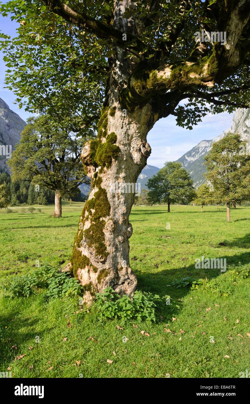 Acero di monte (Acer pseudoplatanus), enger tal, alpenpark karwendel, Austria Foto Stock