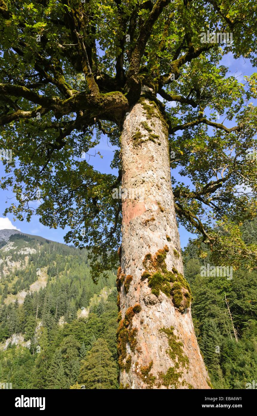 Acero di monte (Acer pseudoplatanus), enger tal, alpenpark karwendel, Austria Foto Stock