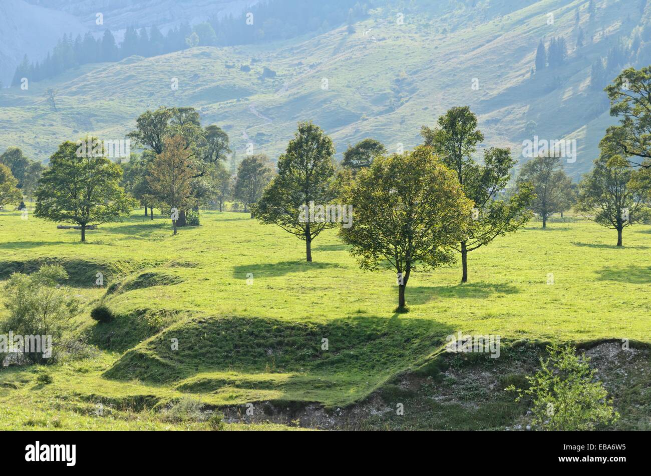 Acero di monte (Acer pseudoplatanus), enger tal, alpenpark karwendel, Austria Foto Stock