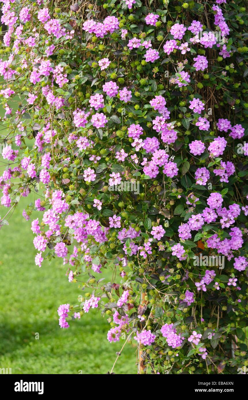 Coda (lantana lantana montevidensis) Foto Stock