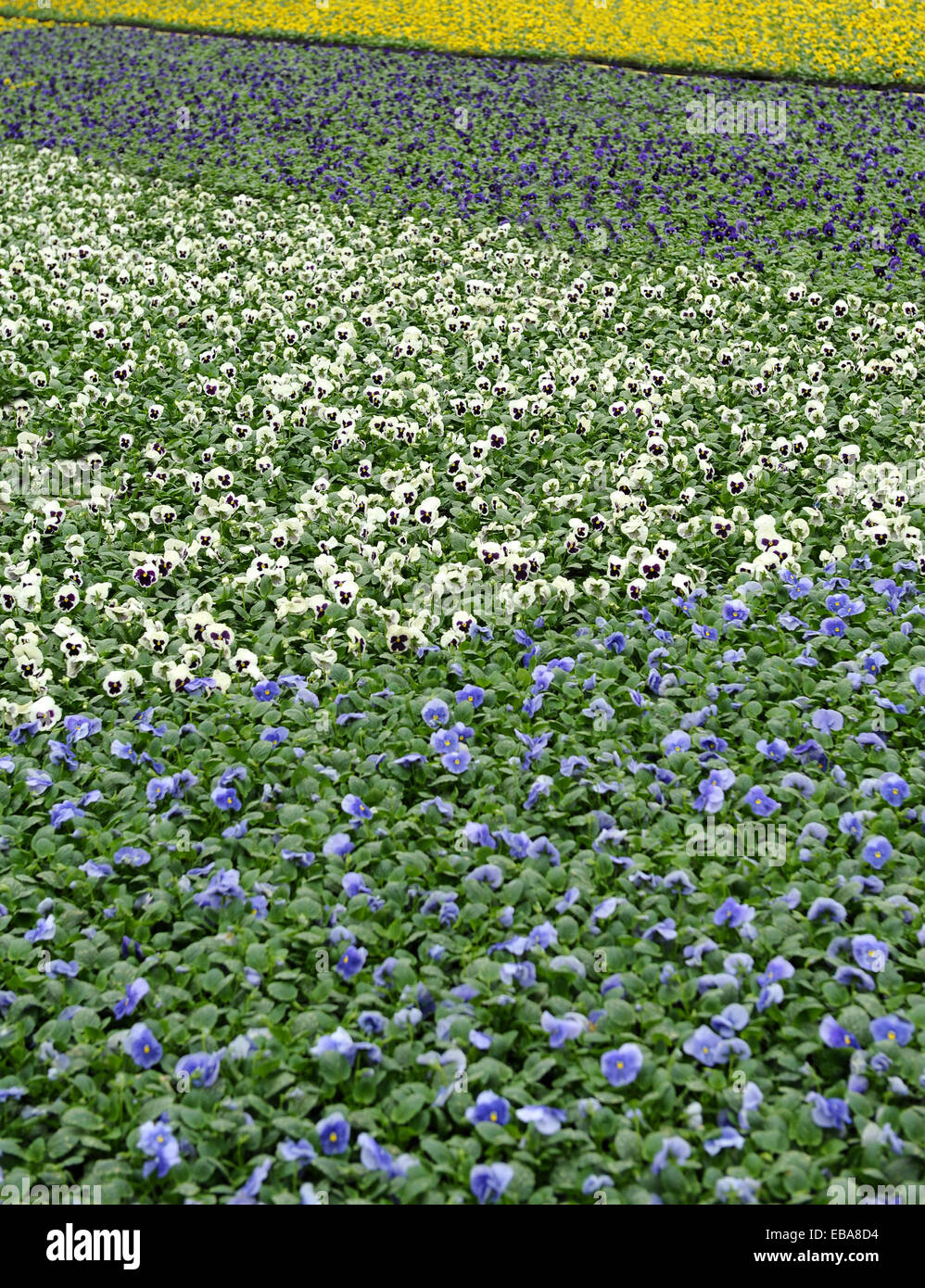 Campi di violette colorate Foto Stock