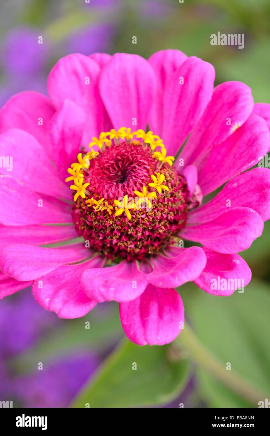 Comune (zinnia zinnia violacea "oklahoma rosa' syn. zinnia elegans "oklahoma rosa') Foto Stock