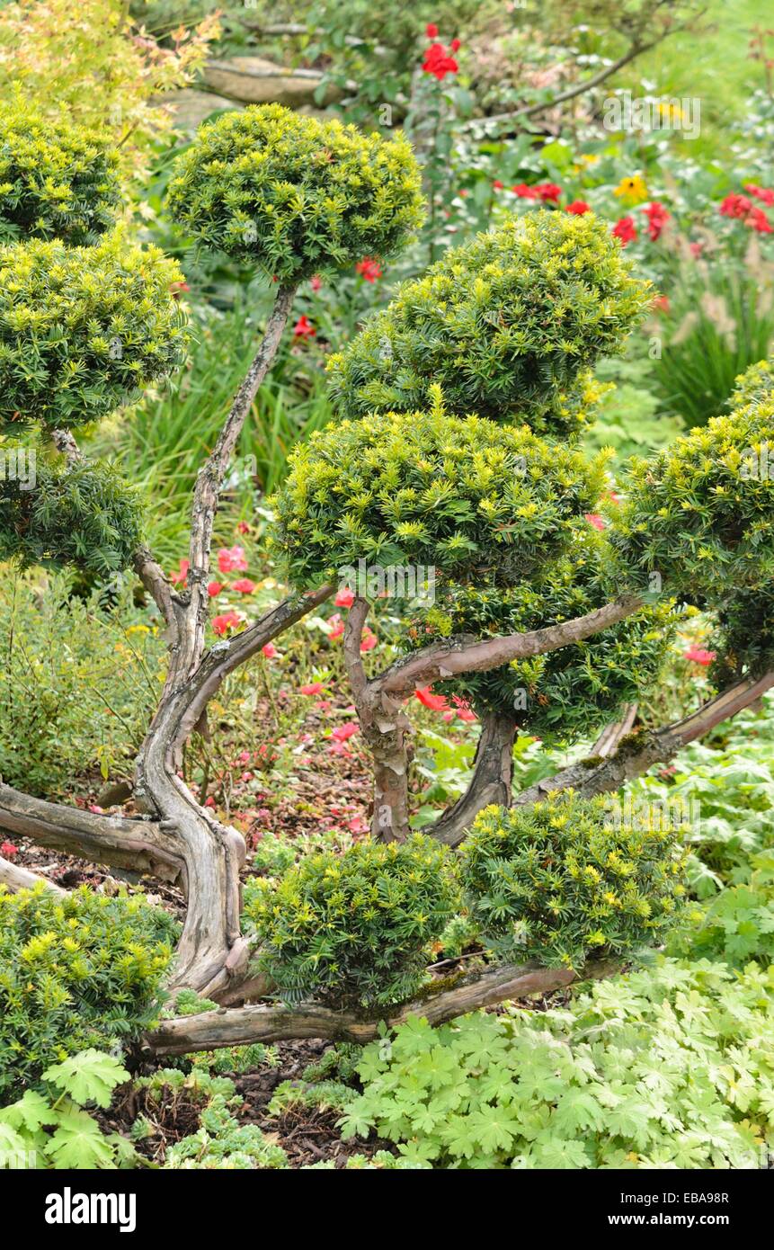 Common yew (Taxus baccata 'washingtonii') Foto Stock