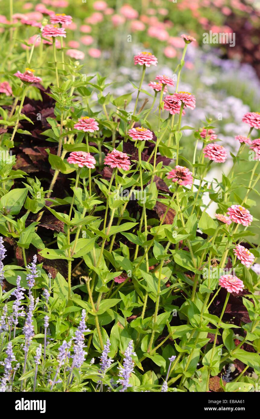 Comune (zinnia zinnia violacea "oklahoma rosa' syn. zinnia elegans "oklahoma rosa') Foto Stock