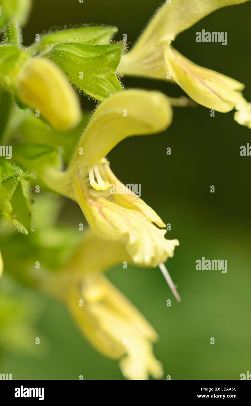 Colloso SALVIA (salvia glutinosa) Foto Stock