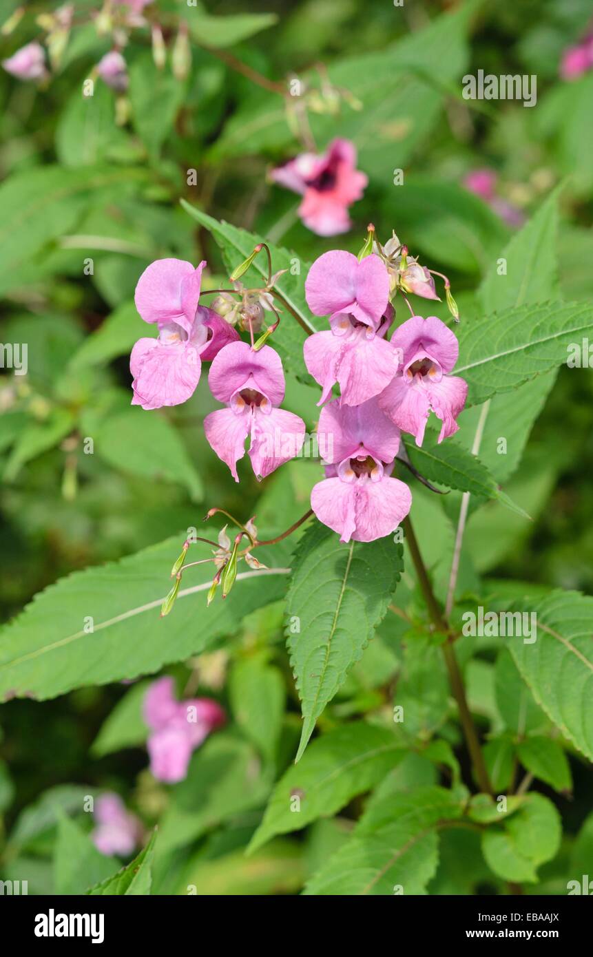 Himalayan (Balsamina Impatiens glandulifera) Foto Stock