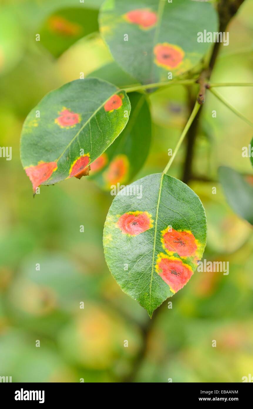 Selvatico europeo pera (Pyrus pyraster) e pera ruggine (gymnosporangium fuscum syn. gymnosporangium sabinae) Foto Stock