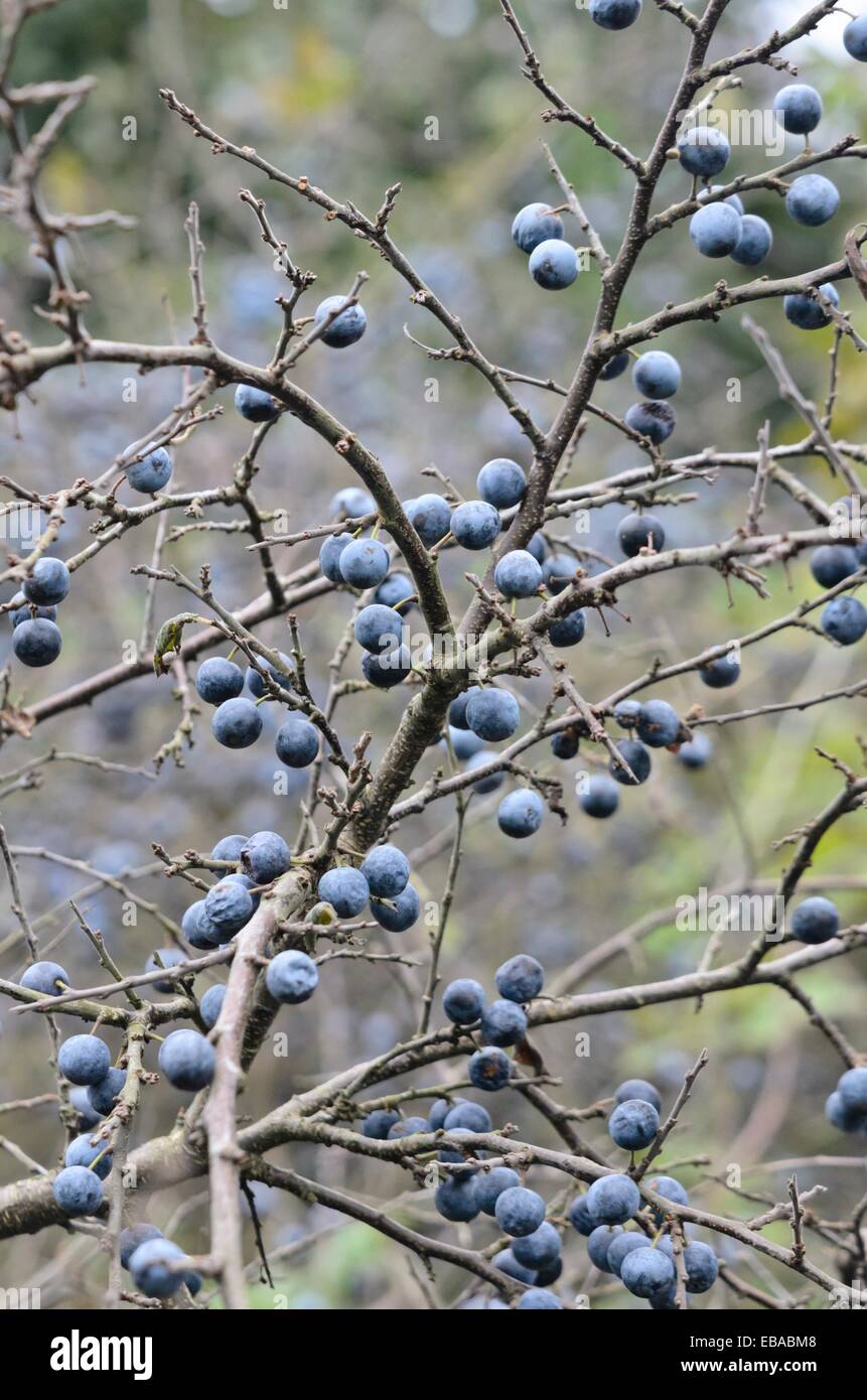 Sloe (Prunus spinosa) Foto Stock