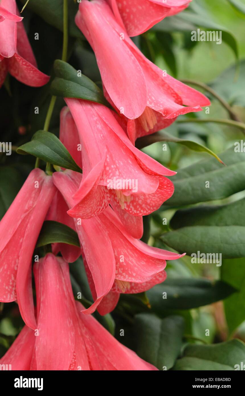 La Campanula cileno (lapageria rosea) Foto Stock