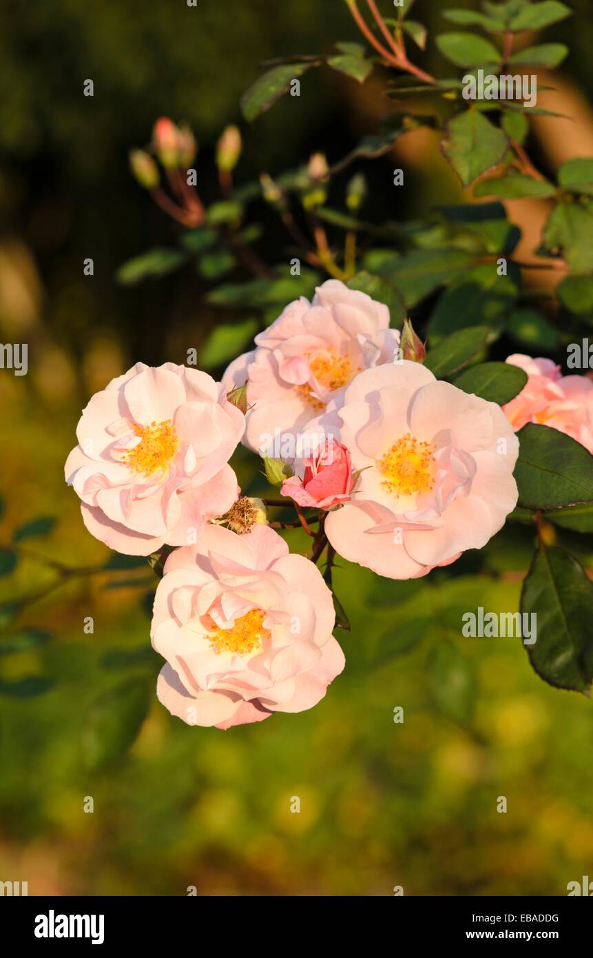 Clair matin rose immagini e fotografie stock ad alta risoluzione - Alamy