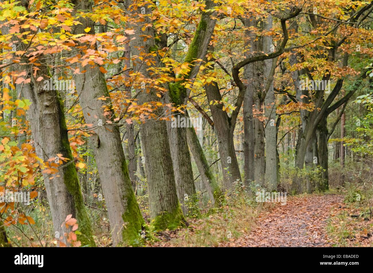 Leccio (Quercus) in corrispondenza di un sentiero escursionistico Foto Stock