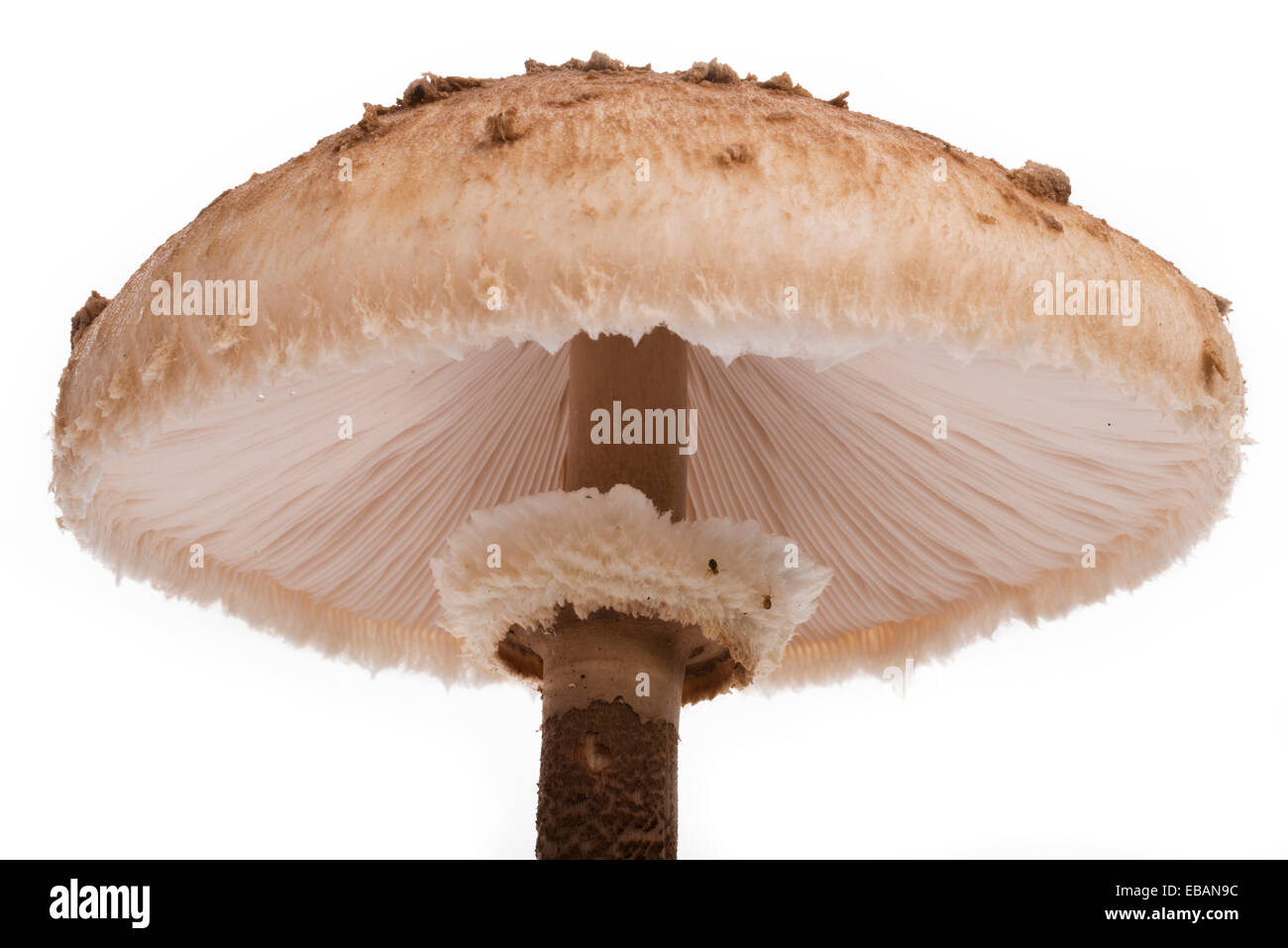 Ombrellone fungo. Agaric funghi della divisione Basidiomycota. Foto Stock