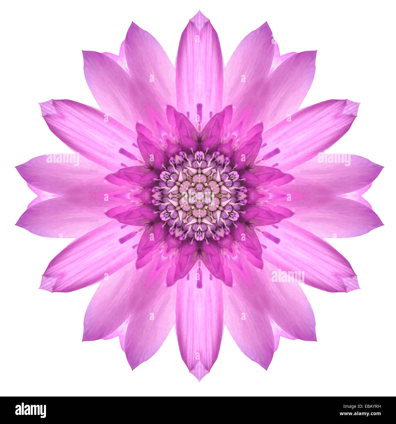 Rosa Mandala fregio floreale. Caleidoscopio Round Design Pattern isolati su sfondo bianco Foto Stock