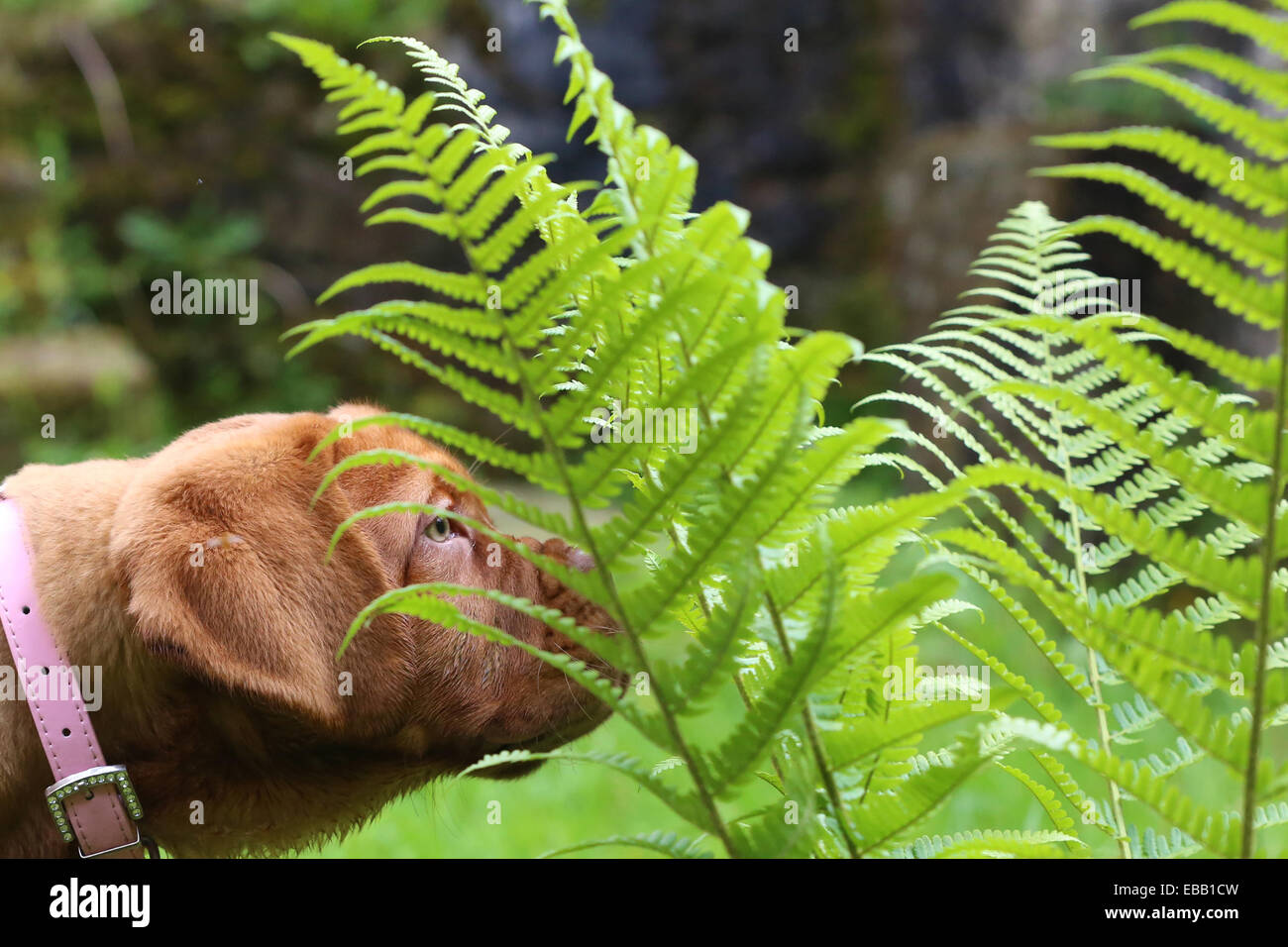 Dogue de Bordeaux cucciolo,annusare la felce, durante una passeggiata Foto Stock