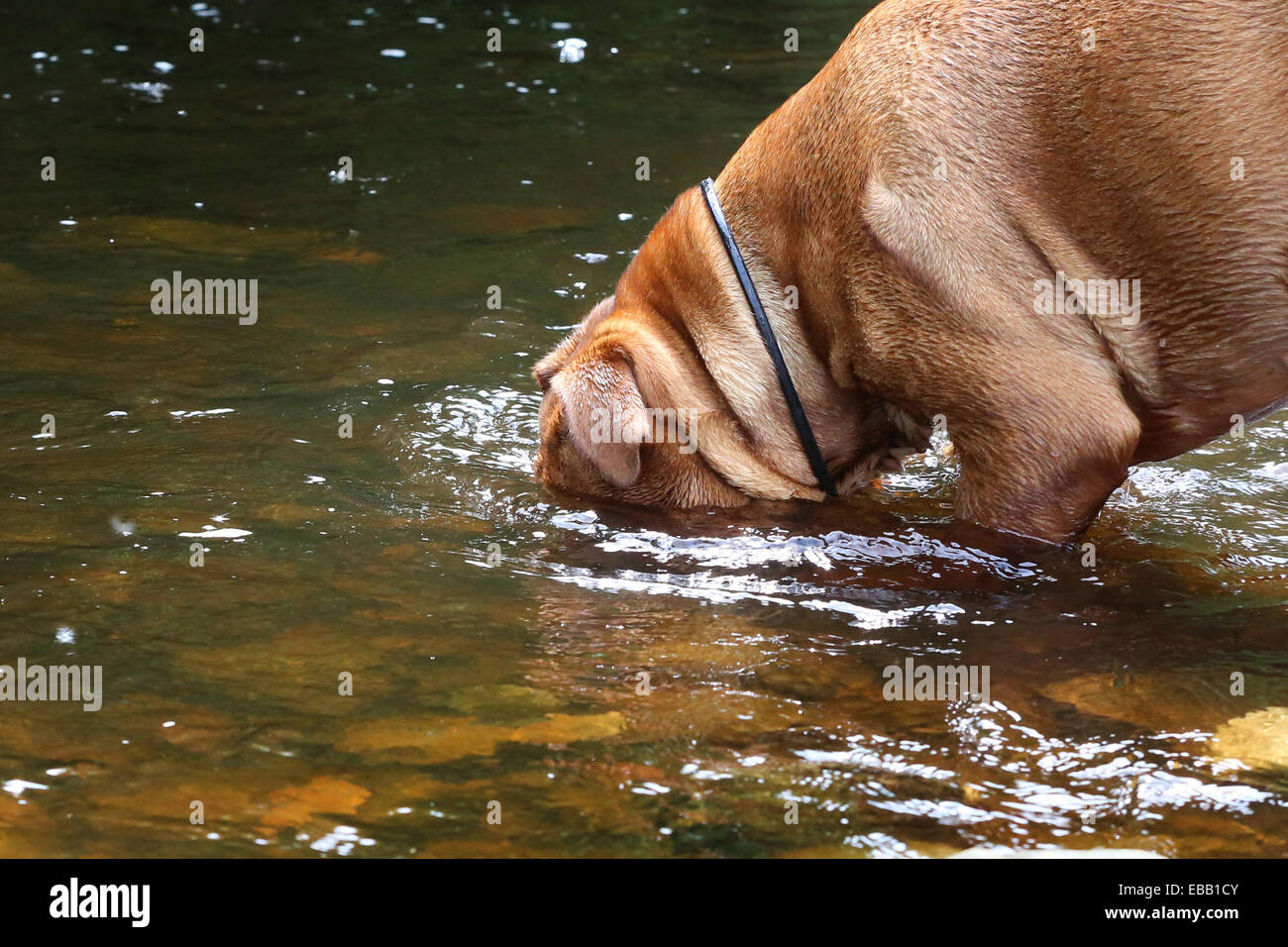 Dogue de Bordeaux va a pescare. Foto Stock