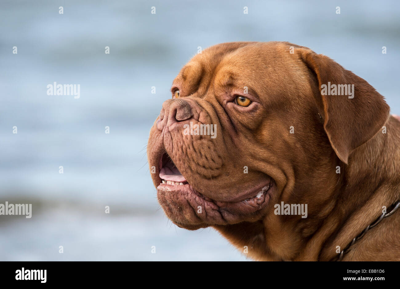 Dogue de Bordeaux in spiaggia Foto Stock