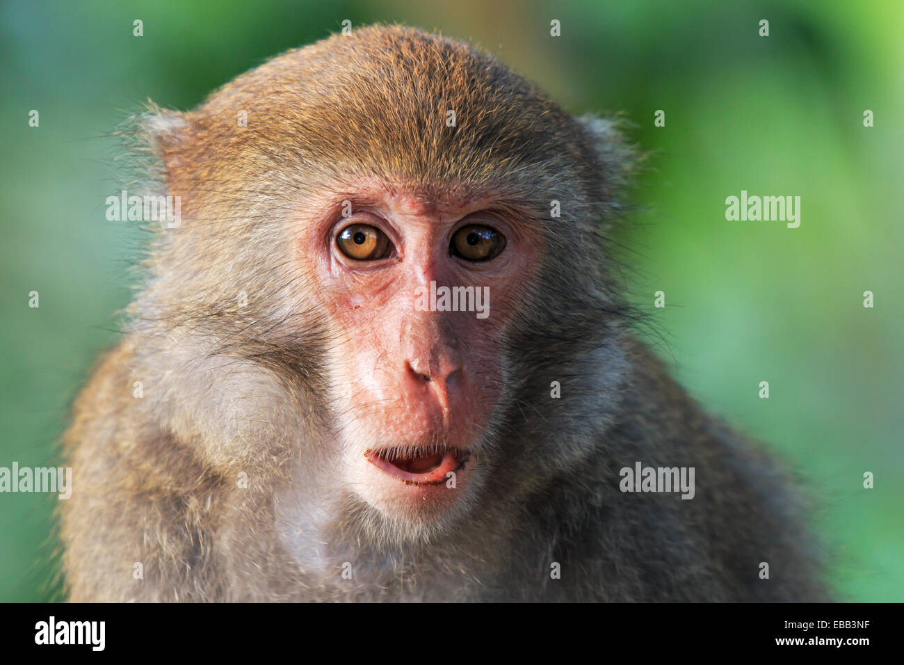 Scimmia in Shoushan, Monkey mountain in Kaohsiung city, Taiwan Foto Stock