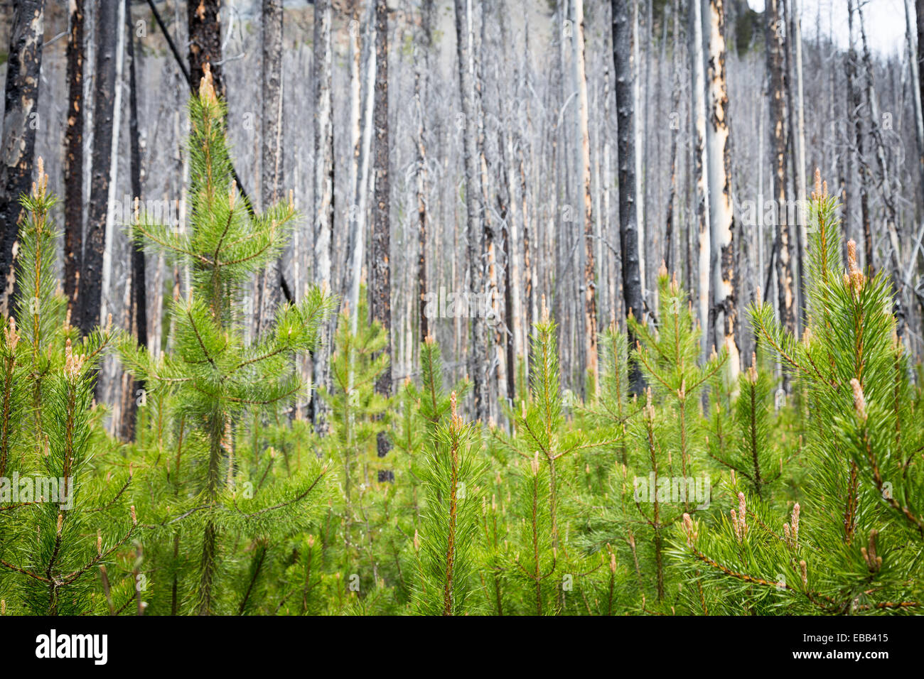 Kootenay National Park, British Columbia, Canada. I nuovi alberi che crescono attraverso il fuoco forestale danneggiato. Foto Stock