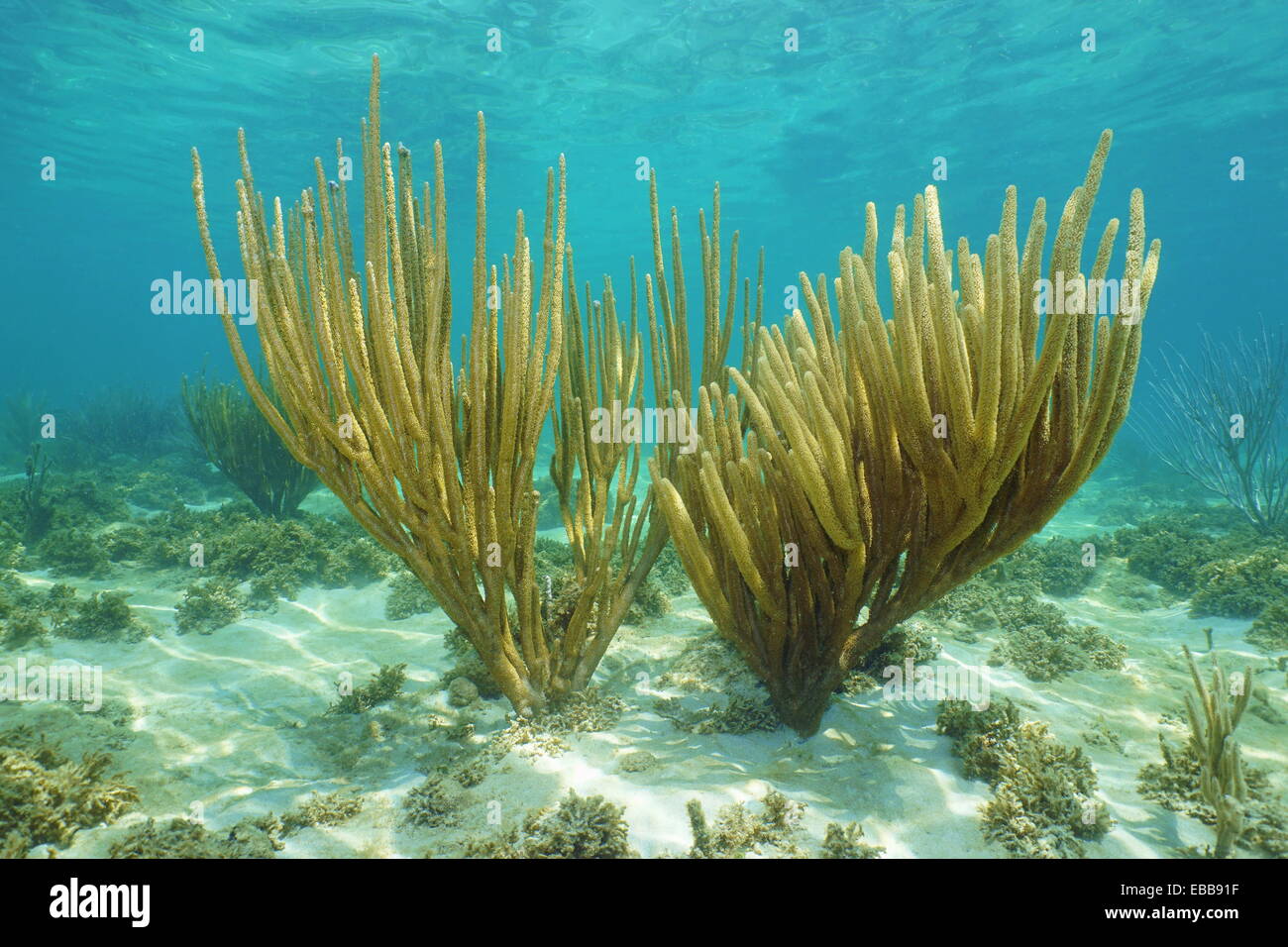 La vita subacquea, porose grandi aste del Mare dei Coralli, Grand Bahama, Oceano Atlantico Foto Stock