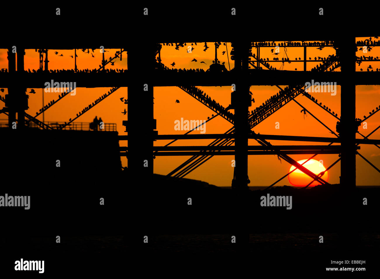 Aberystwyth Wales UK, venerdì 28 novembre 2014 alla fine di una fine secco e giornata di sole e storni vieni a roost in ghisa gambe di Aberystwyth pier al tramonto. Il drammatico murmuration di decine di migliaia di uccelli è un evento notturno nel cielo sopra la città e attira i fotografi e gli appassionati di bird-watching da tutto il paese. Il Aberystwyth roost è apparentemente solo una delle tre aree urbane starling posatoi NEL REGNO UNITO Starling numeri sono in declino in tutto il Regno Unito e gli uccelli sono sul RSPB rossa dell' elenco delle specie in via di estinzione. Credito: keith morris/Alamy Live News Foto Stock