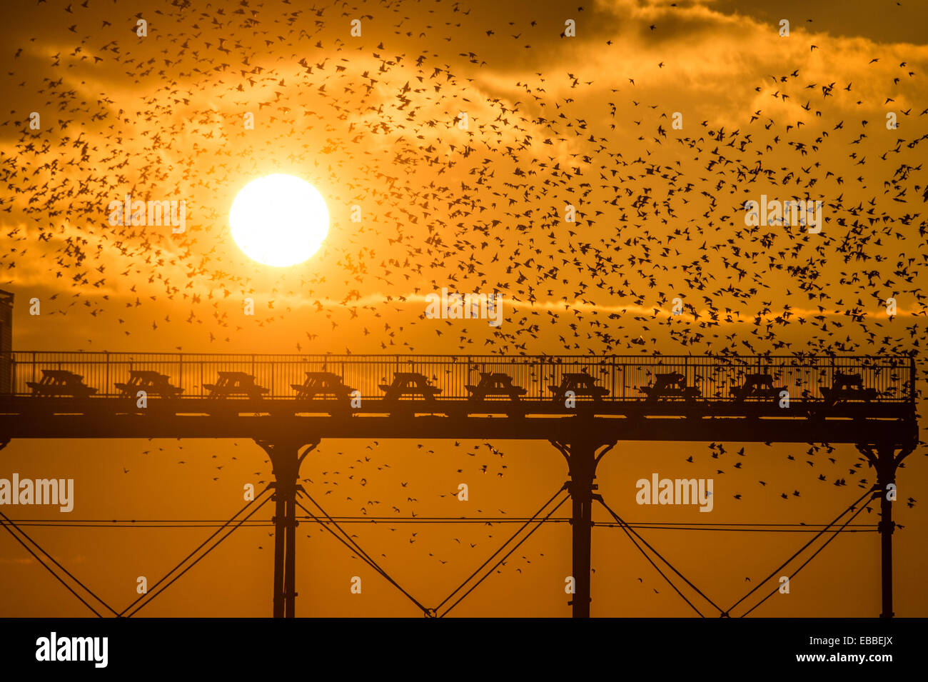 Aberystwyth Wales UK, venerdì 28 novembre 2014 alla fine di una fine secco e giornata di sole e storni vieni a roost in ghisa gambe di Aberystwyth pier al tramonto. Il drammatico murmuration di decine di migliaia di uccelli è un evento notturno nel cielo sopra la città e attira i fotografi e gli appassionati di bird-watching da tutto il paese. Il Aberystwyth roost è apparentemente solo una delle tre aree urbane starling posatoi NEL REGNO UNITO Starling numeri sono in declino in tutto il Regno Unito e gli uccelli sono sul RSPB rossa dell' elenco delle specie in via di estinzione. Credito: keith morris/Alamy Live News Foto Stock