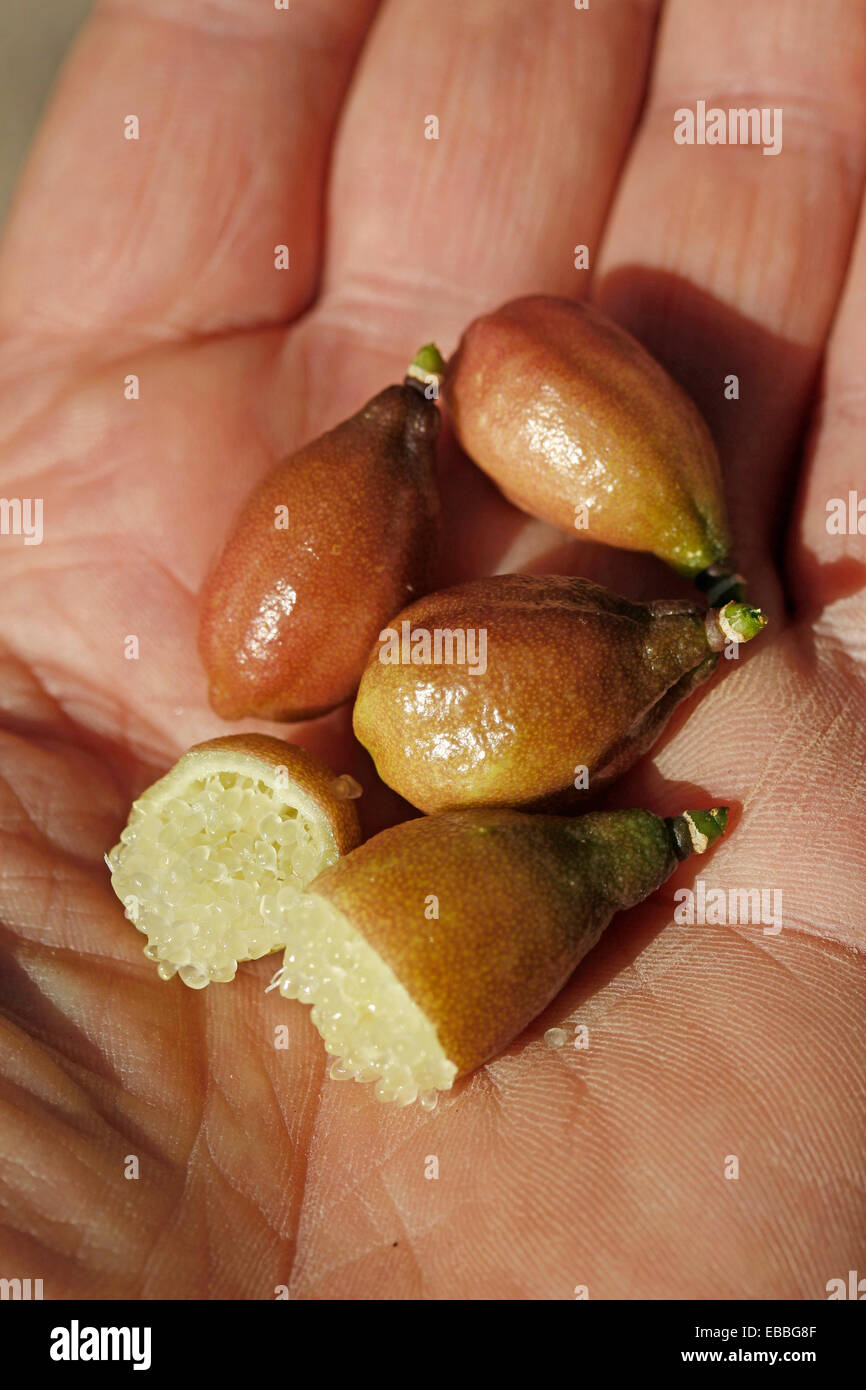 Australian finger limes. Citrus australasicus. Foto Stock