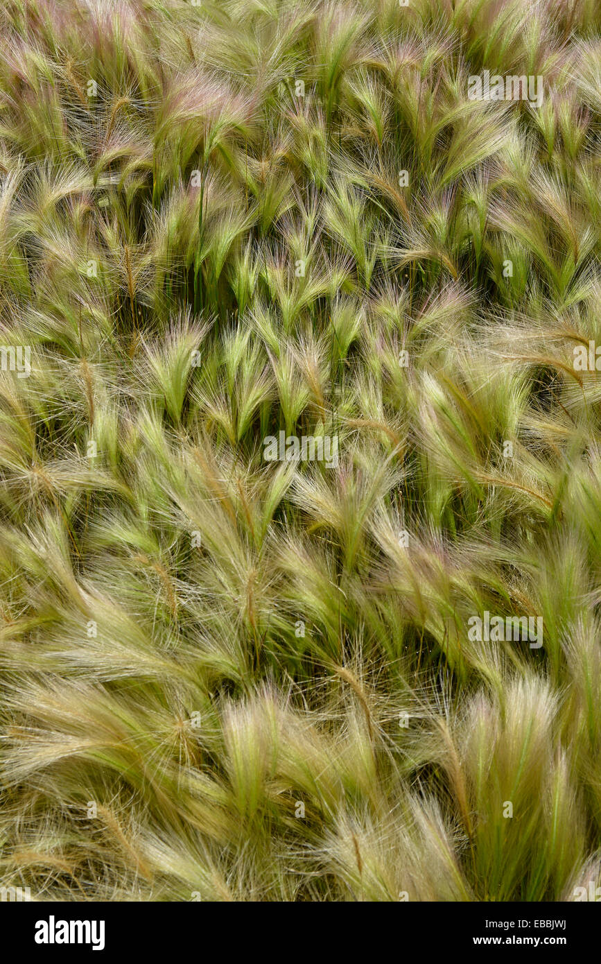 Close up di erba decorativa utilizzata in un bordo del giardino Foto Stock