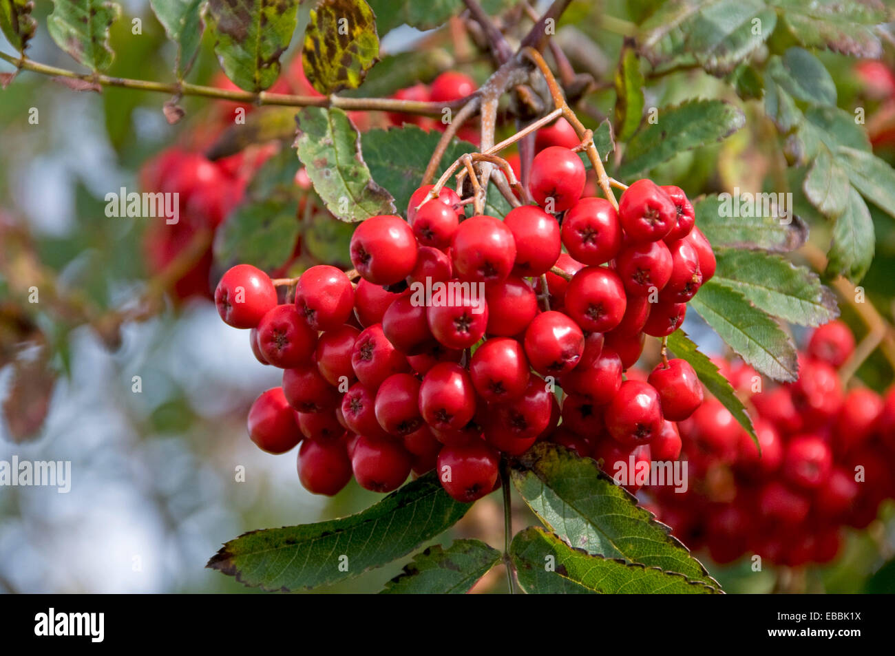 Hawbrries, frutto del Biancospino Foto Stock