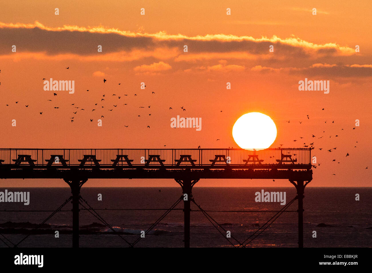 Aberystwyth, Wales, Regno Unito. Il 28 novembre 2014. Come il sole tramonta su Aberystwyth pier, l'ultimo starling lottatori vieni a roost sotto il molo credito overnight: Alan Hale/Alamy Live News Foto Stock