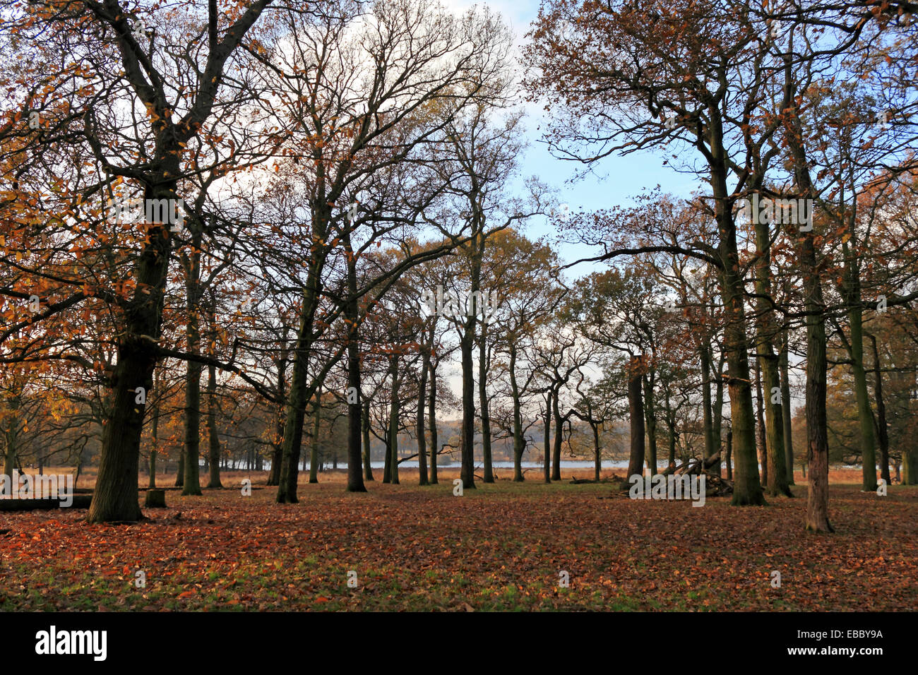 Il Parco di Richmond, SW London, England, Regno Unito. Il 28 novembre 2014. La mattina presto il cloud ha dato modo a un bel pomeriggio con una leggera brezza e rotture di sole. Il basso sole splende attraverso un bosco ceduo di alberi, evidenziando la caduta foglie sull'erba. Con temperature miti per la fine di novembre arrivano fino a 13 gradi celsius. Credito: Julia Gavin UK/Alamy Live News Foto Stock