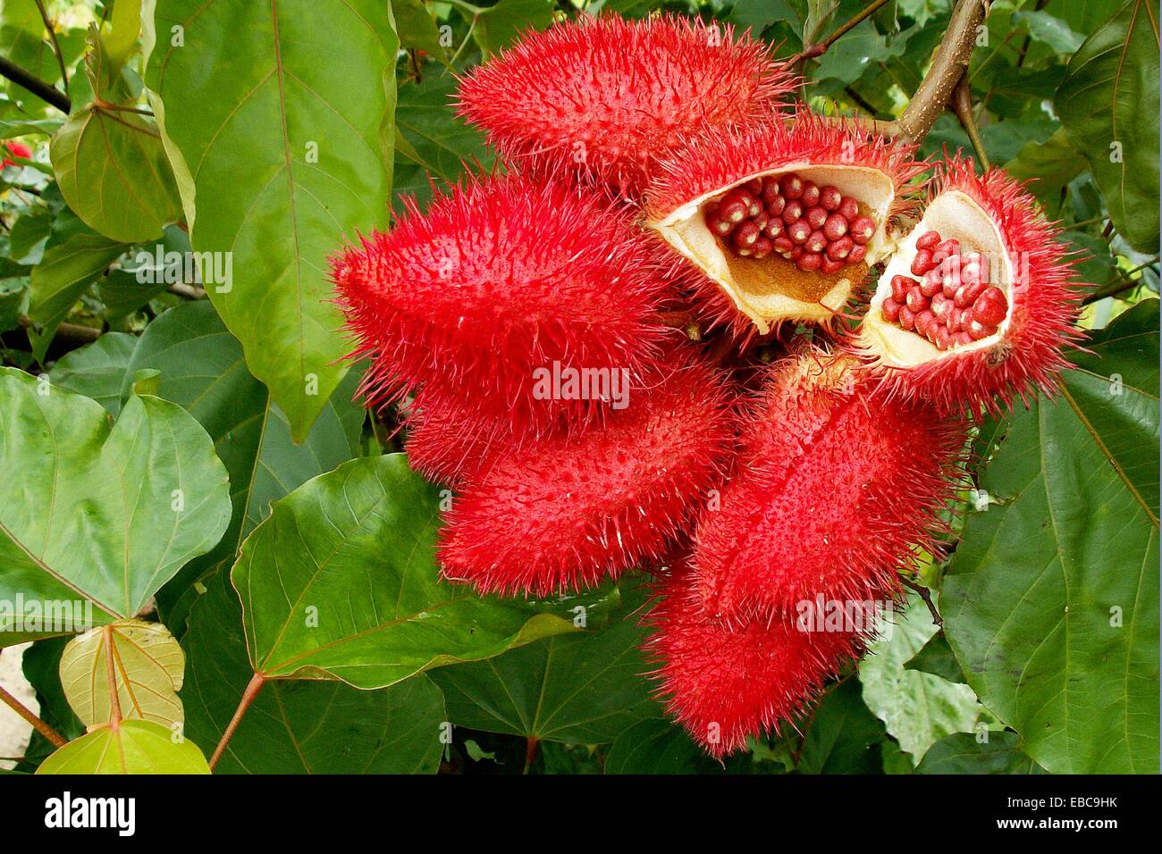 Urucum, Bixa orellana, Bixaceae, frutti, semi, Senador Guiomard, acro, Brasile, 2009 Capsule 4cm di lunghezza Foto stock - Alamy