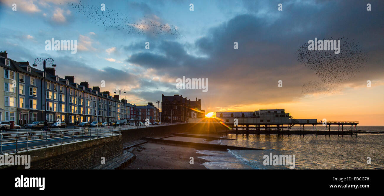 Un Murmuration urbano di storni al tramonto su Aberystwyth Pier. Foto Stock