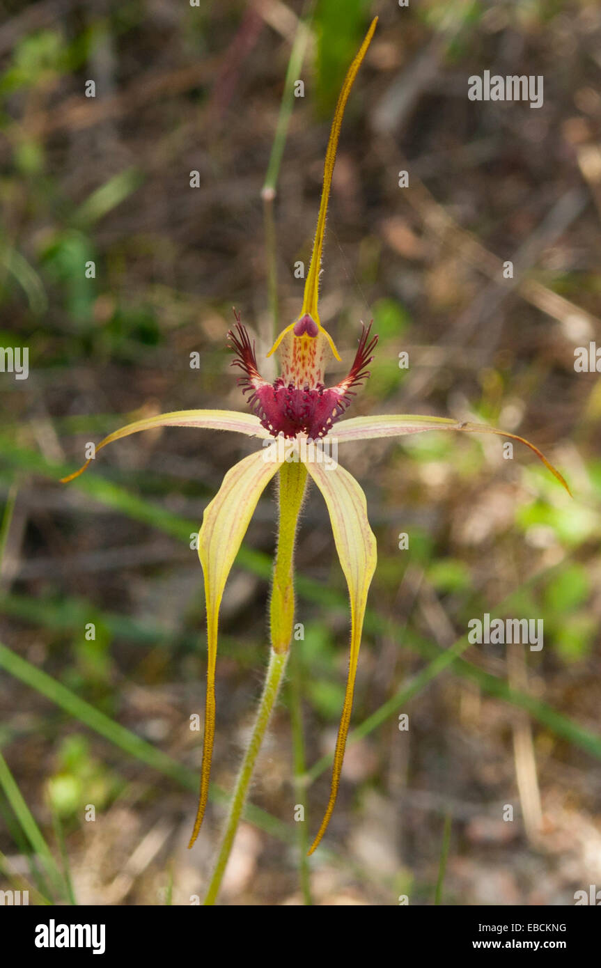 Caladenia paludosa, Swamp Spider Orchid in Monjingup Reserve, WA, Australia Foto Stock