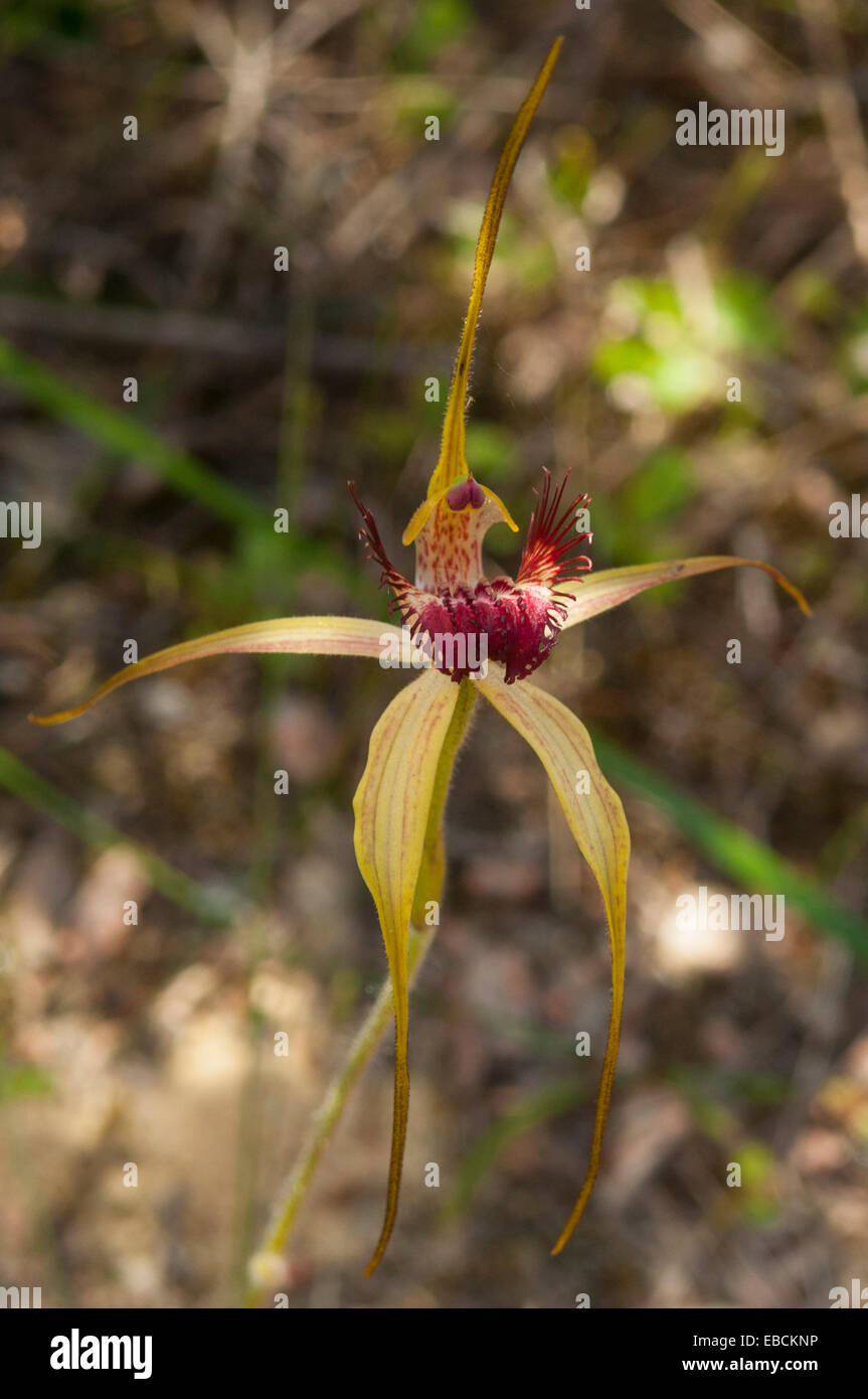 Caladenia paludosa, Swamp Spider Orchid in Monjingup Reserve, WA, Australia Foto Stock