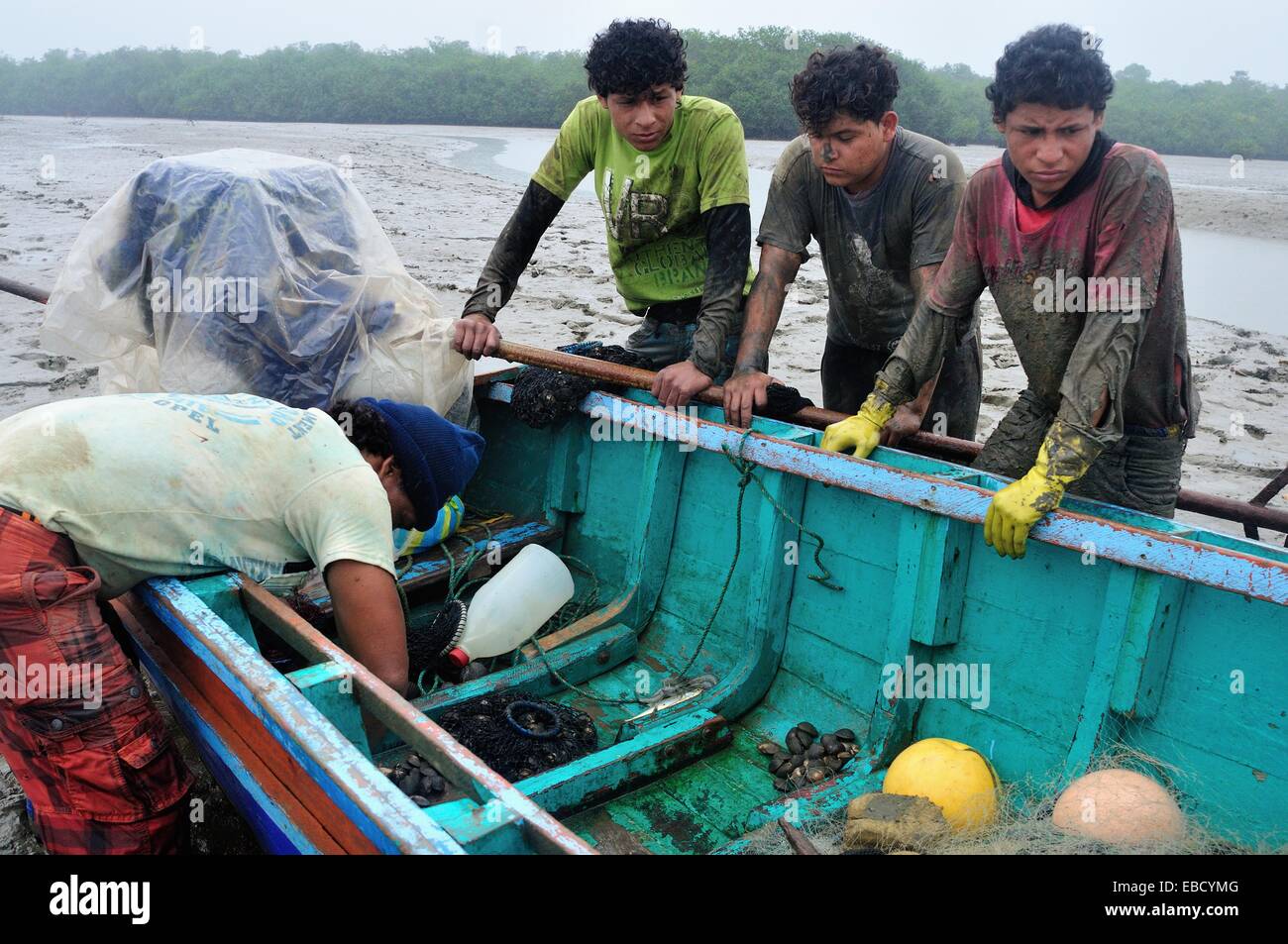 Gusci nero raccoglitori - mangrovie in PUERTO PIZARRO . Dipartimento di Tumbes .PERÙ Foto Stock