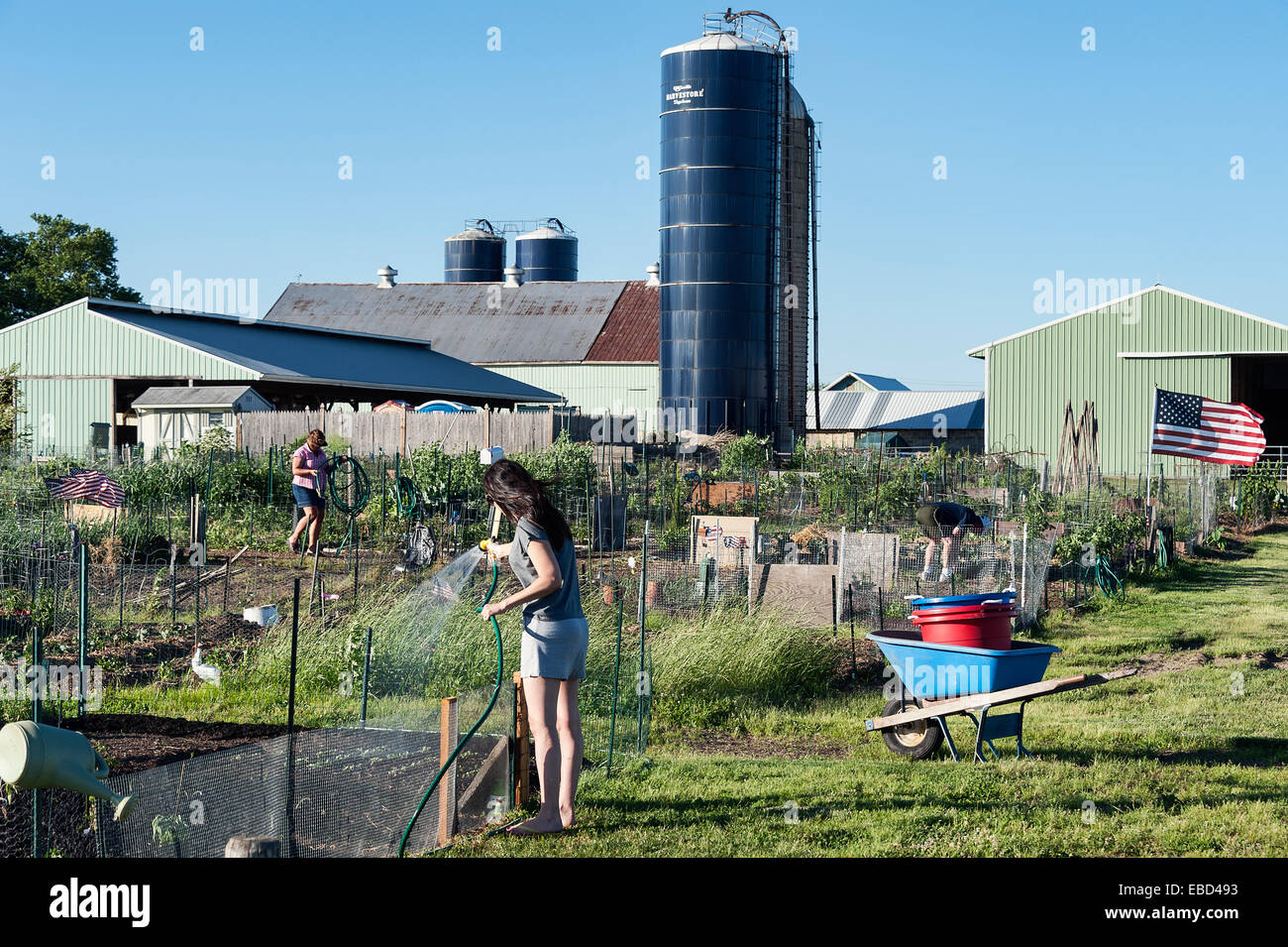 Irrigazione donna la sua traccia in un orto comunitario. Foto Stock