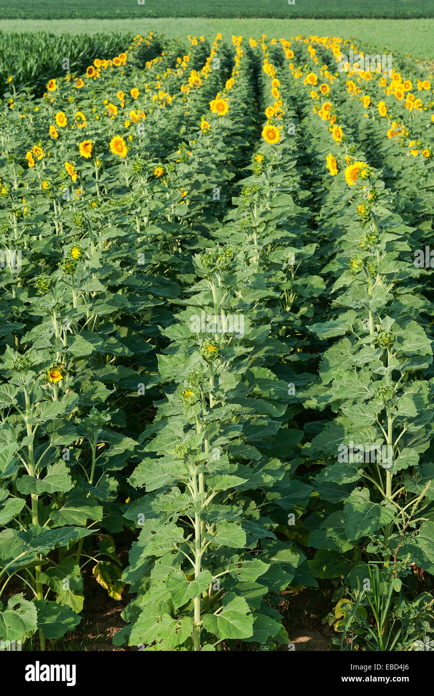 Campo di girasole, Helianthus annuus Foto Stock