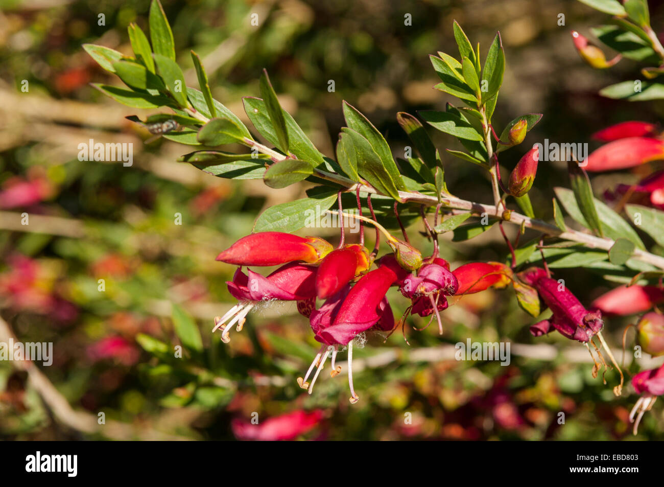 Eremophila glabra, Rosso Tar Bush a Jamestown, SA, Australia Foto Stock