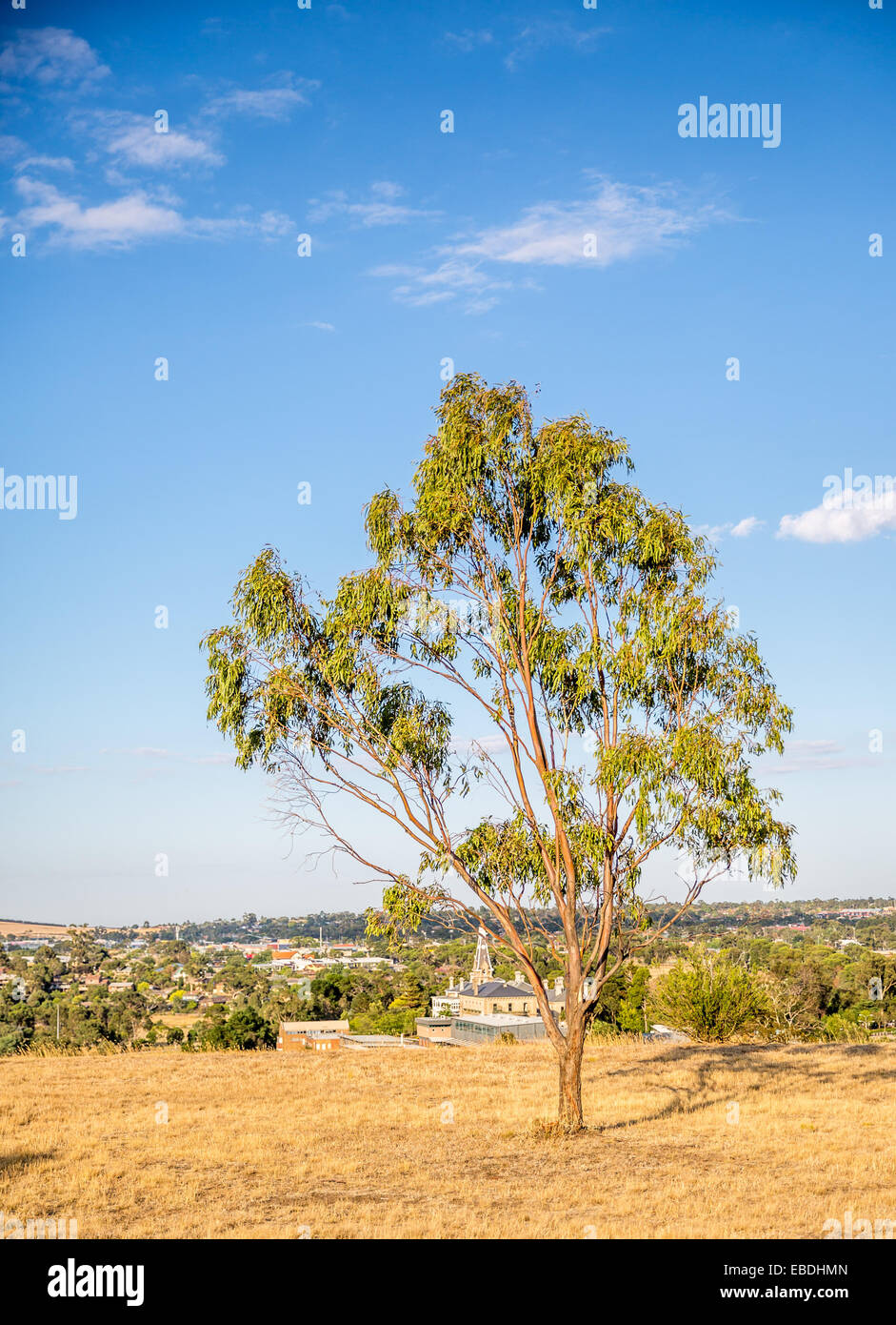 Lone eucalipto sul parco a Melbourne in Australia Foto Stock