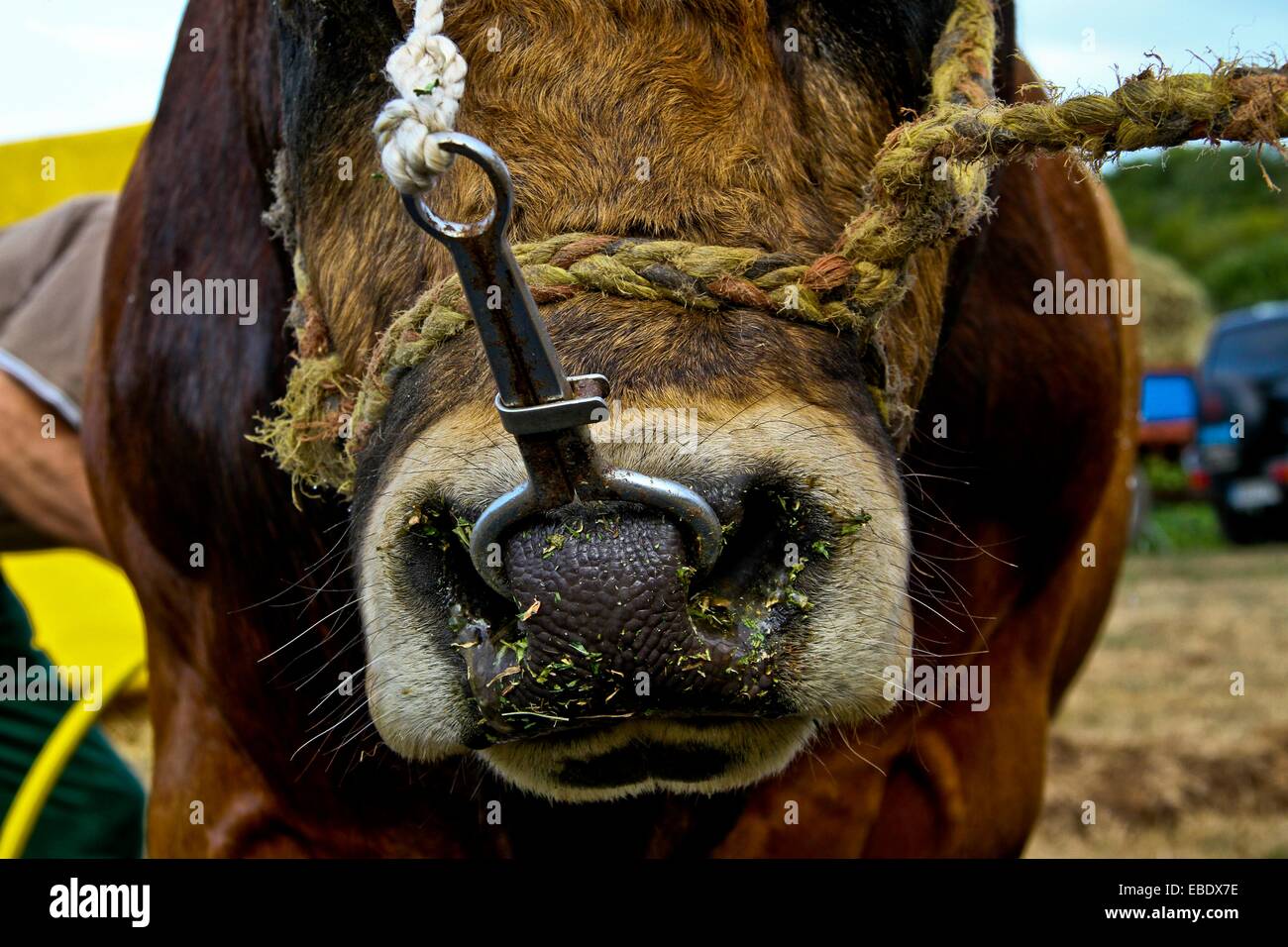 Cooper anello al naso di un toro a fiera agricola Asturias Spagna Foto  stock - Alamy