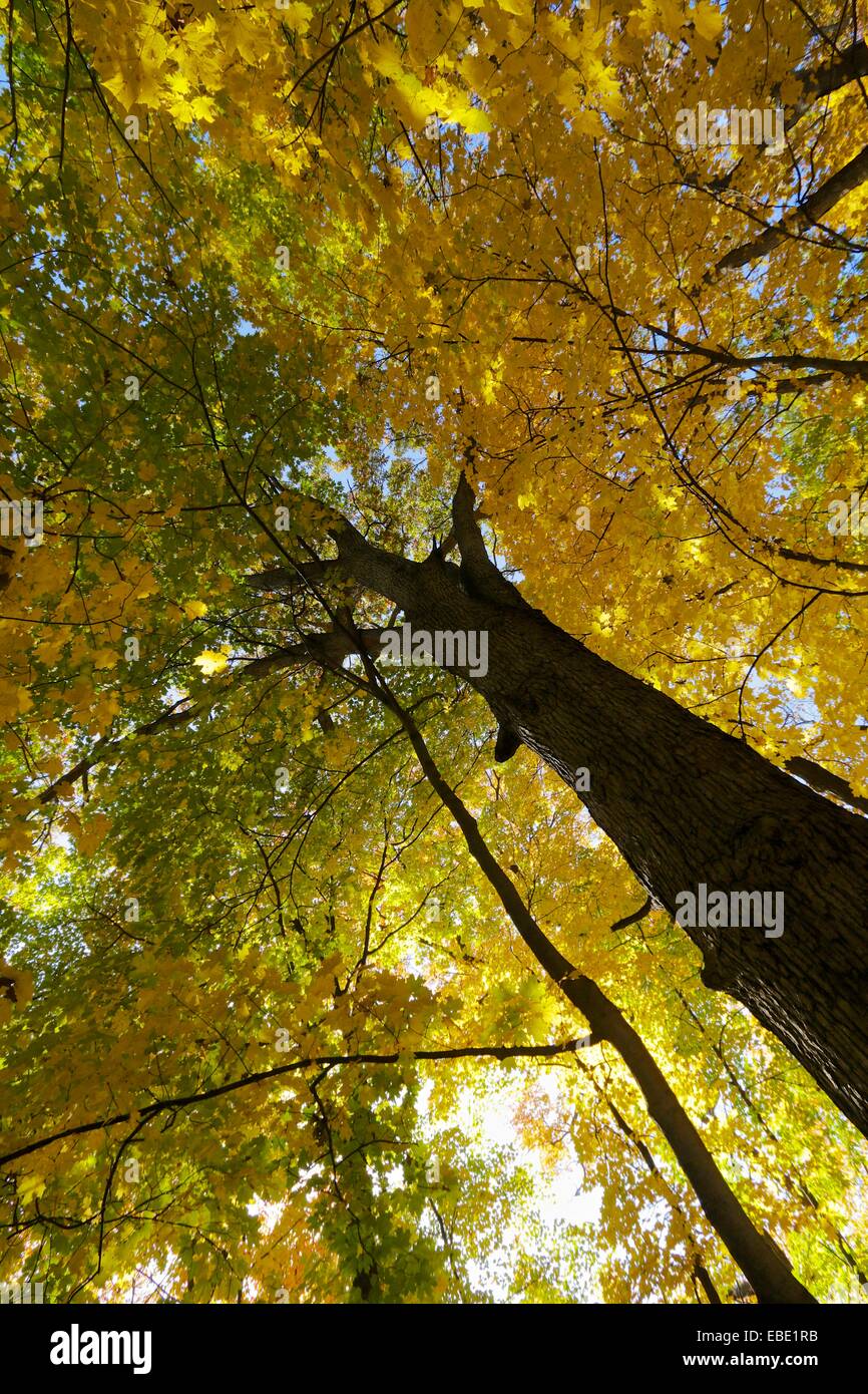 Autunno in una quercia foresta di acero, guardando il White Oak tree. La Thatcher boschi Forest Preserve, Cook County, Illinois. Foto Stock