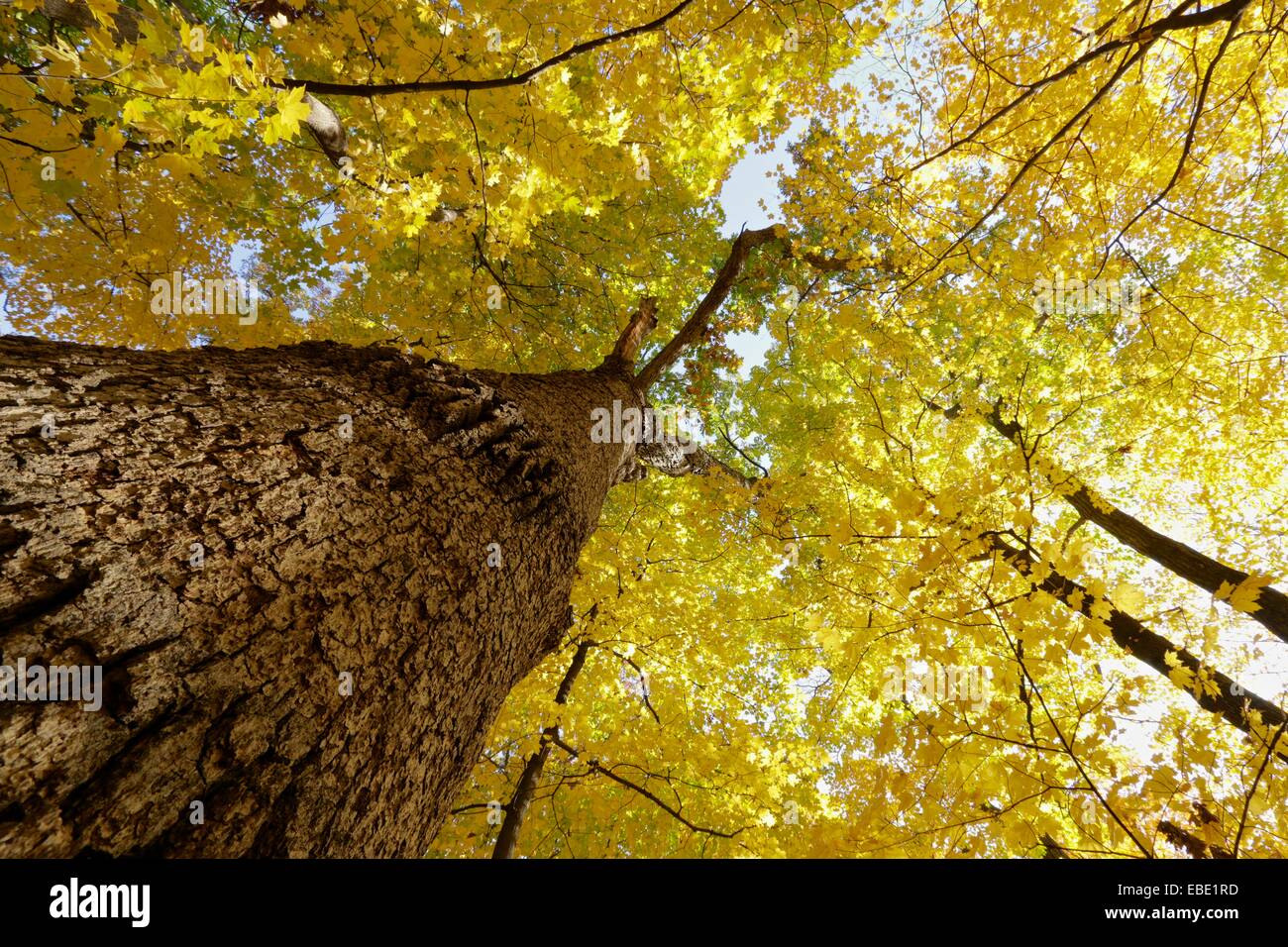 Autunno in una quercia foresta di acero, guardando il White Oak tree. La Thatcher boschi Forest Preserve, Cook County, Illinois. Foto Stock