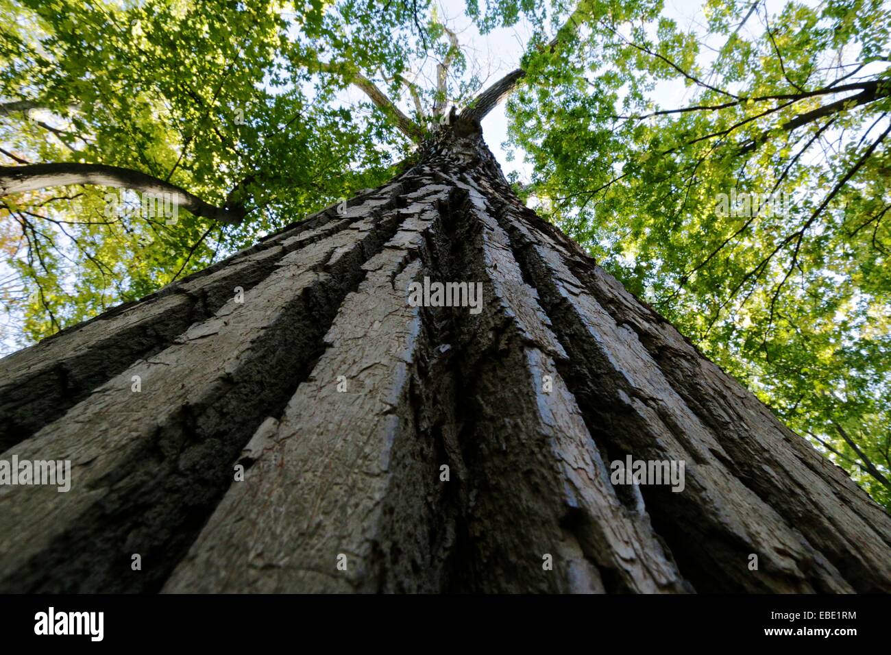 Massiccio pioppi neri americani orientale tree. La Thatcher boschi Forest Preserve, Cook County, Illinois. Foto Stock