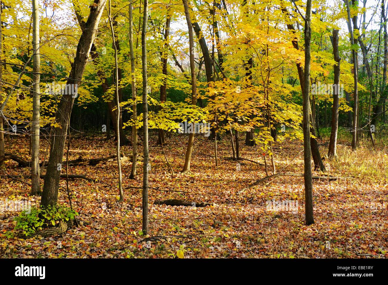 Foresta di acero in autunno. La Thatcher boschi Forest Preserve, Cook County, Illinois. Foto Stock
