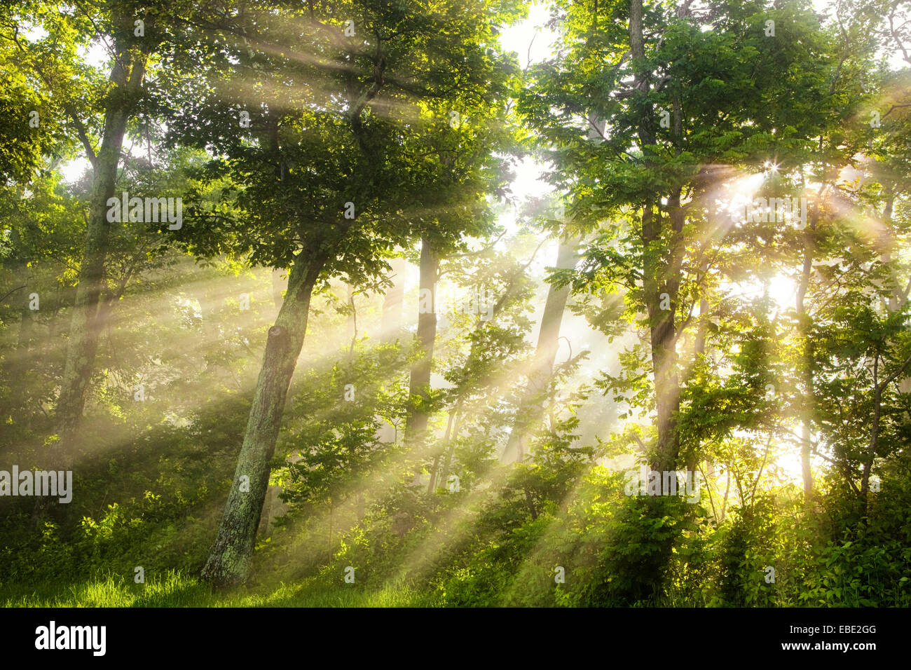 Luce del sole di mattina si rompe attraverso il bosco in maniera drammatica nei boschi lungo la Blue Ridge Parkway nella Carolina del Nord. Foto Stock